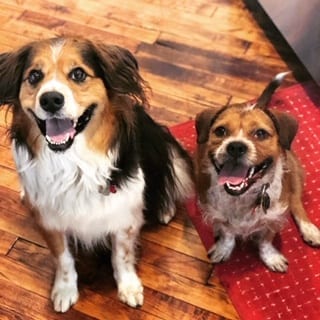 About the Author of the Divorce Lawyer Life and her dogs Atticus and Annabelle
